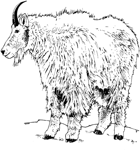 Realistic Rocky Mountain Goat Coloring Page